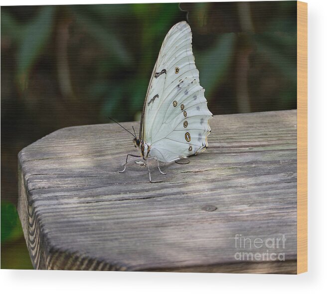 White Wood Print featuring the photograph White Morpho Butterfly by L Bosco