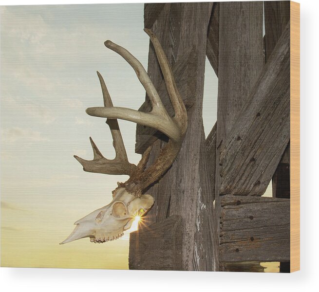 Kansas Wood Print featuring the photograph White-tail Deer 017 by Rob Graham