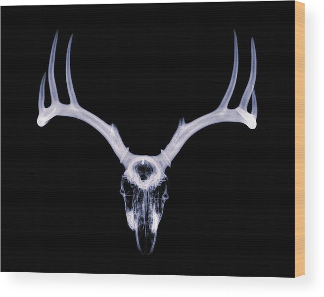 Kansas Wood Print featuring the photograph White-tailed Deer x-ray 007 by Rob Graham