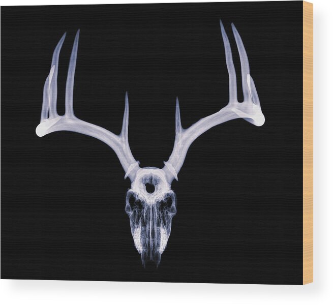 Kansas Wood Print featuring the photograph White-tailed Deer x-ray 009 by Rob Graham
