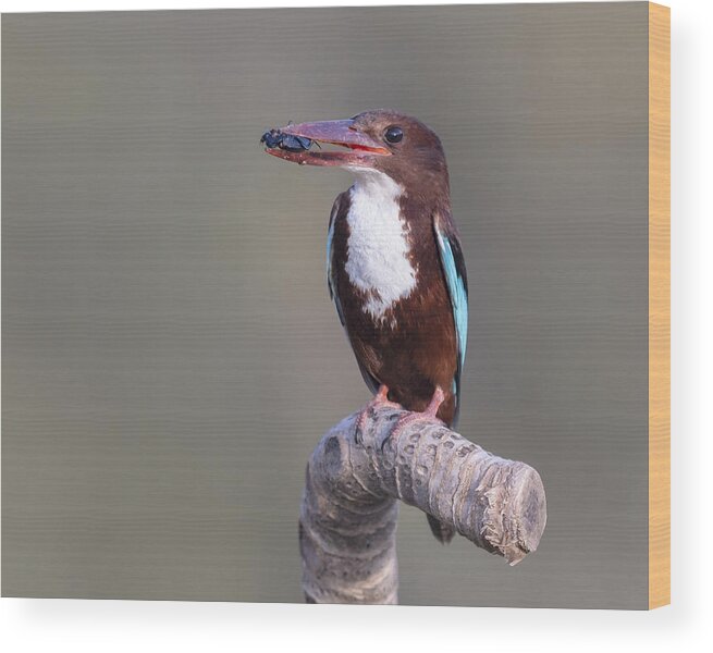 White-throated Kingfisher
Halcyon Smyrnensis
Bird
Nature Wood Print featuring the photograph White-throated by Eyal Amer