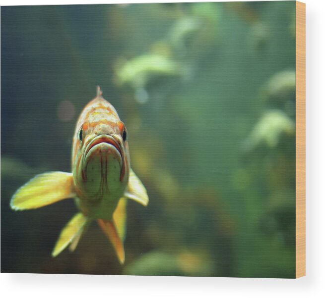 Underwater Wood Print featuring the photograph Why The Sad Face by By Jun Aviles