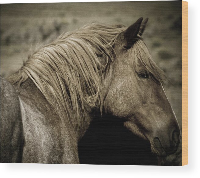 Andalusia Wood Print featuring the photograph Wild Mustangs of New Mexico 13 by Catherine Sobredo