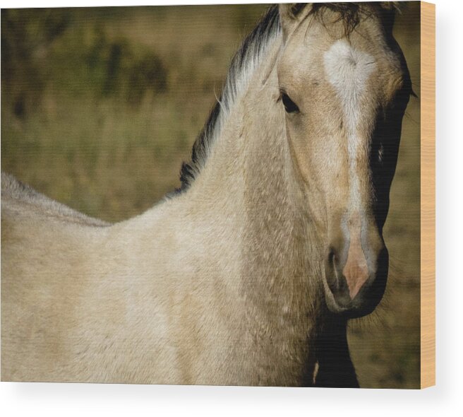 Andalusia Wood Print featuring the photograph Wild Mustangs of New Mexico 5 by Catherine Sobredo