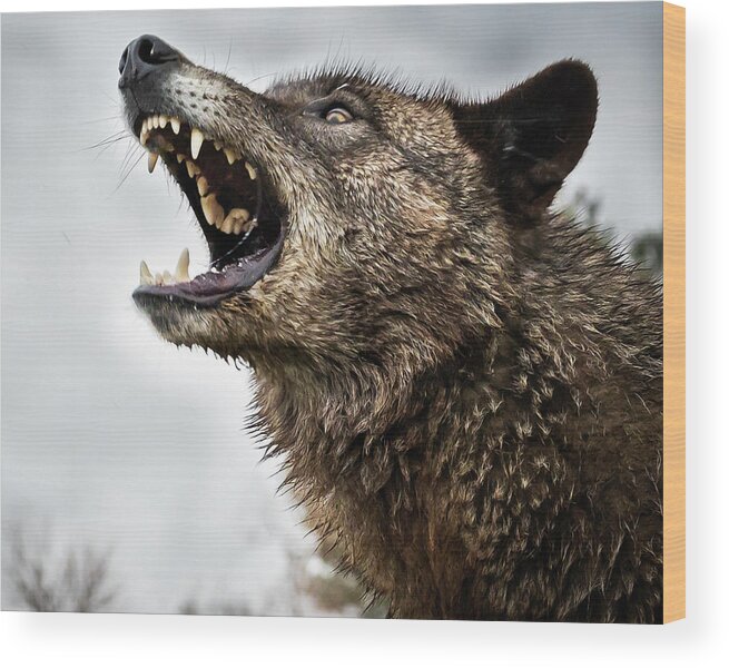 Wolf Wolves Barking Howl Wood Print featuring the photograph Woof Wolf by Laura Hedien