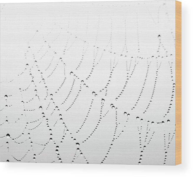 Spider Web Wood Print featuring the photograph Woven by Lupen Grainne
