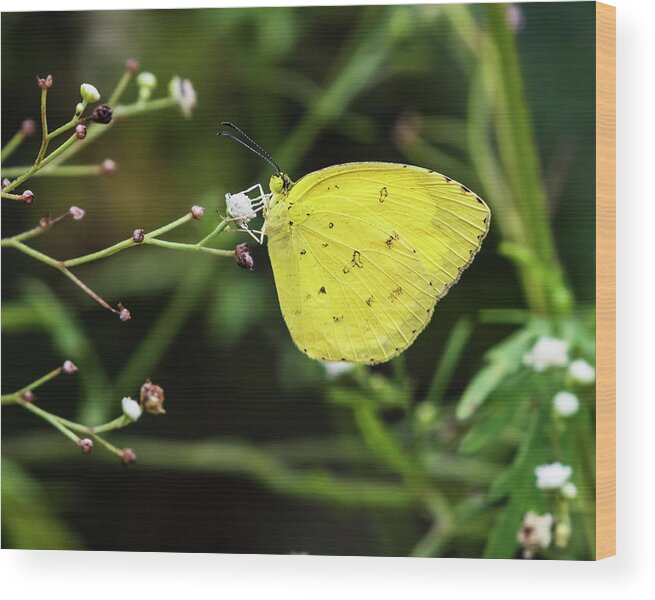 Yellow Butterfly Wood Print featuring the photograph Yellow beauty by Vishwanath Bhat