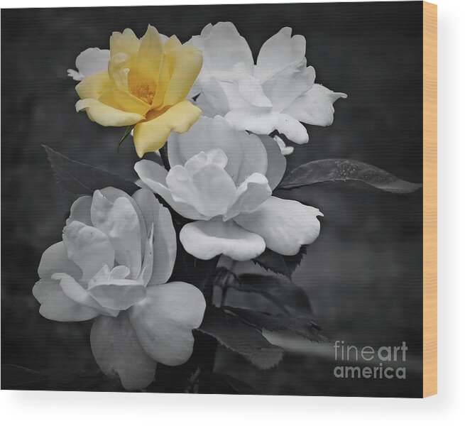 Rose Wood Print featuring the photograph Yellow Rose Cluster Partial Color by Smilin Eyes Treasures