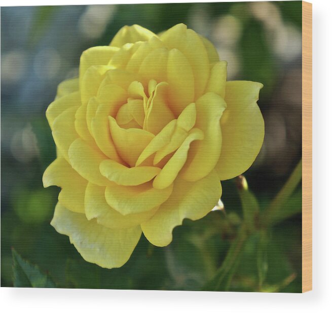 Yellow Rose Wood Print featuring the photograph Yellow Rose of Texas by Kathy Ozzard Chism