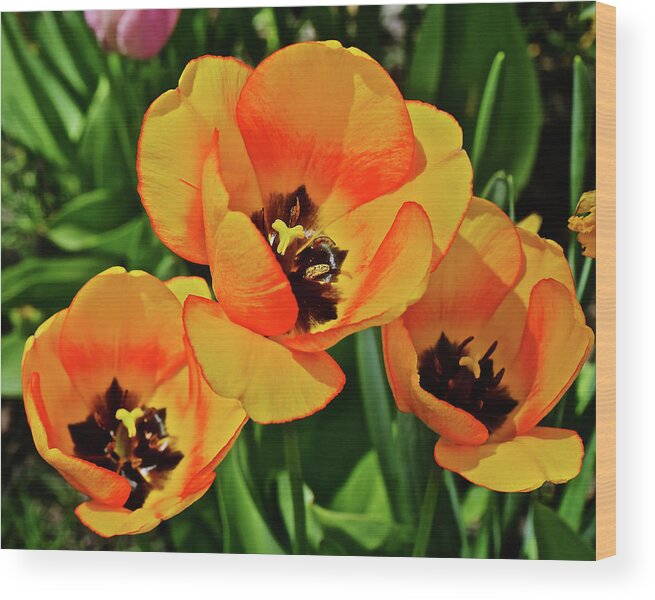 Tulips Wood Print featuring the photograph 2020 Acewood Tulips Trio #1 by Janis Senungetuk