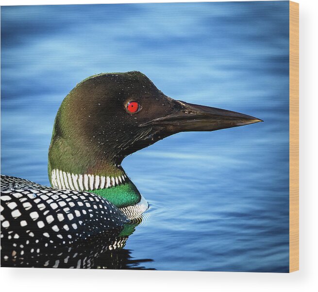 Common Loon Wood Print featuring the photograph Common Loon by Al Mueller