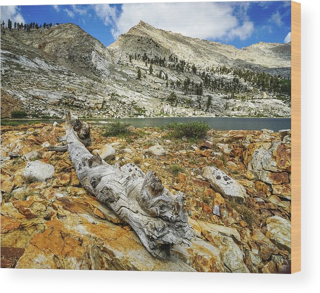 Sequoia National Park Wood Print featuring the photograph Ghost Tree #1 by Brett Harvey