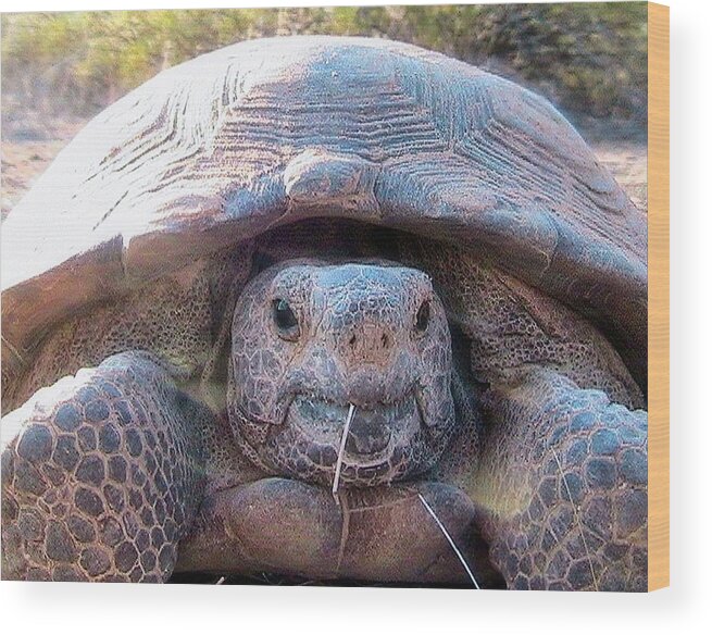Desert Tortoise Wood Print featuring the photograph Gloria - The Wild Desert Tortoise #1 by Judy Kennedy