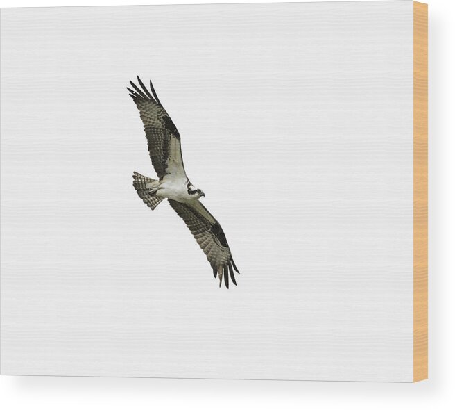 Osprey Wood Print featuring the photograph Isolated Osprey 2021-1 by Thomas Young