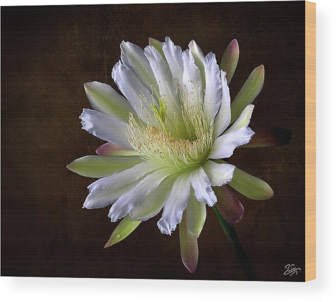 Night Blooming Cereus Wood Print featuring the photograph Night Blooming Cereus #1 by Endre Balogh
