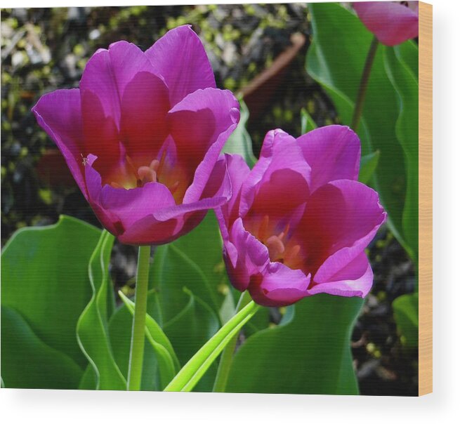 Tulips Wood Print featuring the photograph Open For Business #2 by Ira Shander