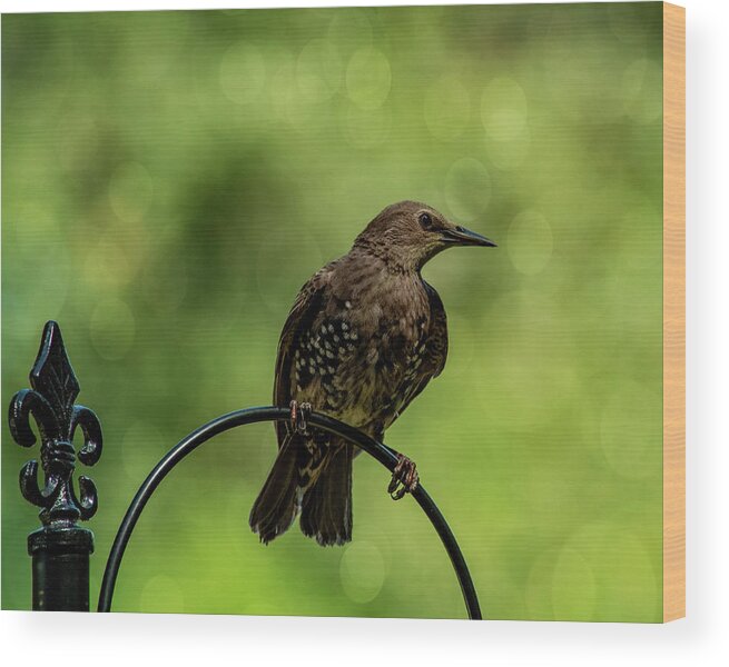 Bird.european Starling Wood Print featuring the photograph Pretty Bird by Cathy Kovarik