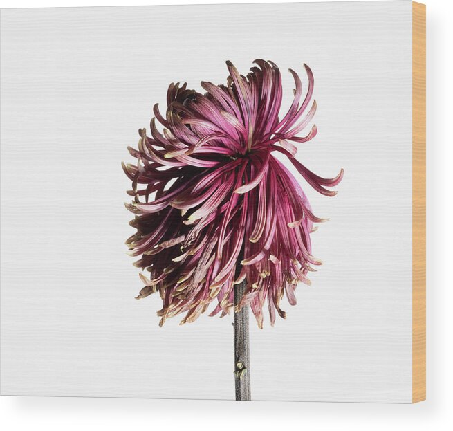 Chrysanthemum Wood Print featuring the photograph Red Chrysanthemum Flower, Series 2, Part 2, Image 05 #1 by Nailia Schwarz