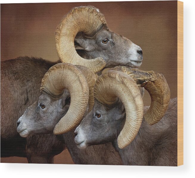 Bighorn Sheep Wood Print featuring the photograph Three Amigos #1 by Mary Hone