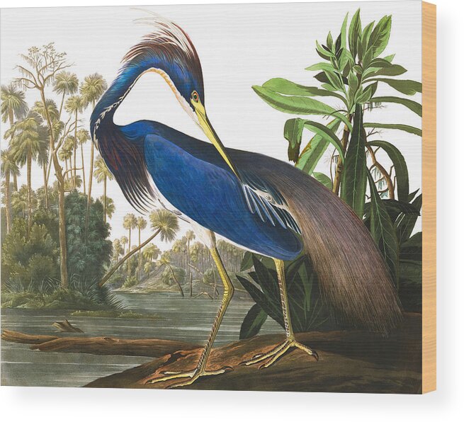 John James Audubon Wood Print featuring the painting Louisiana Heron by John James Audubon