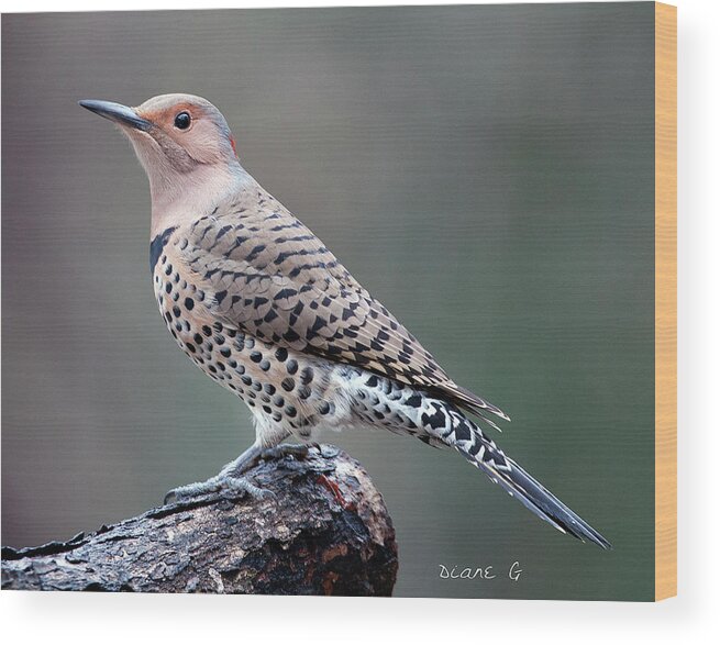 Northern Flicker Woodpecker Wood Print featuring the photograph Northern Flicker Woodpecker #2 by Diane Giurco