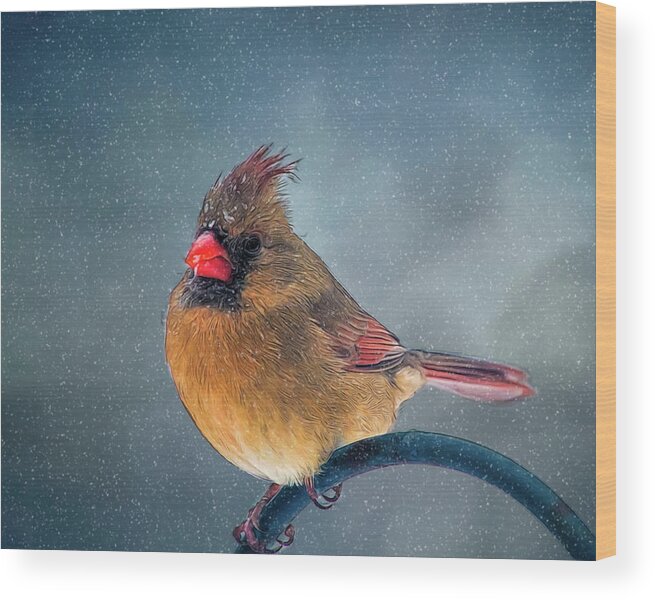 Bird Wood Print featuring the photograph Winter Cardinal by Cathy Kovarik