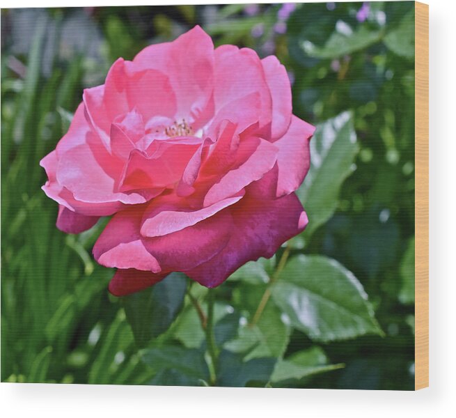 Rose Wood Print featuring the photograph 2020 Mid June Garden Rose by Janis Senungetuk