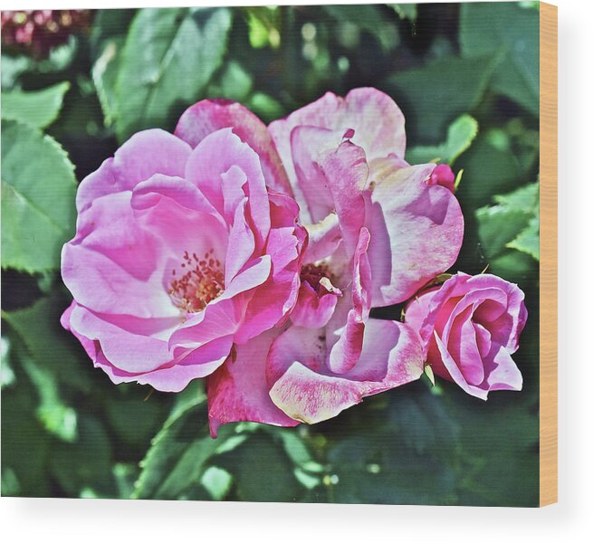 Roses Wood Print featuring the photograph 2020 Mid June Garden Shrub Roses 1 by Janis Senungetuk