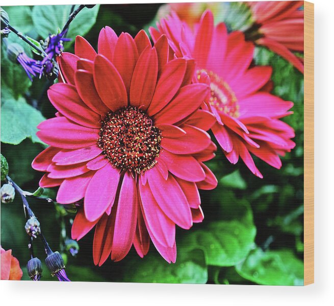 Daisy Wood Print featuring the photograph 2020 Red Gerber Daisy 2 by Janis Senungetuk