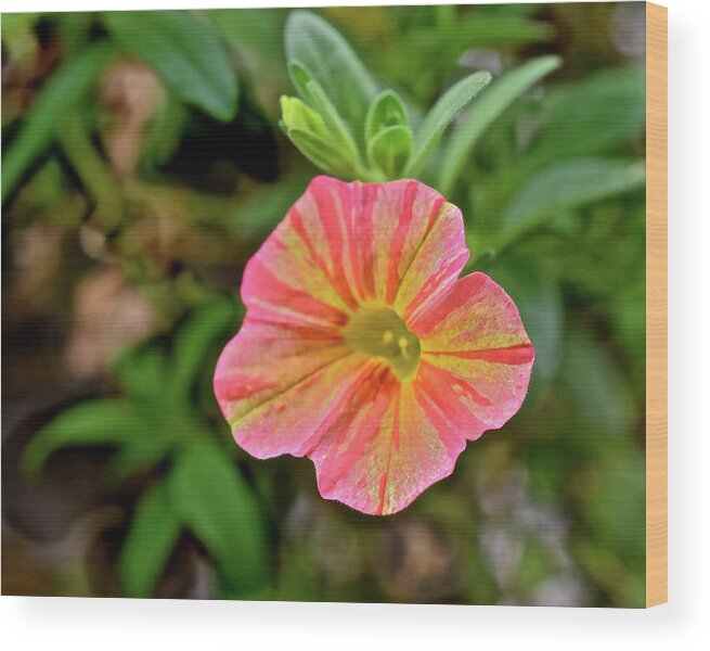 Flowers Wood Print featuring the photograph 2021 Tropical Sunrise Greeting by Janis Senungetuk