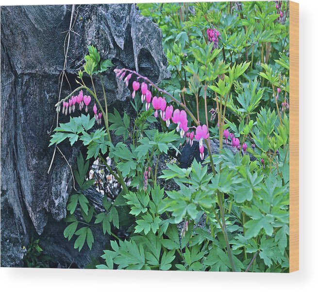 Spring Flowers Wood Print featuring the photograph 2021Late April Bleeding Hearts 1 by Janis Senungetuk