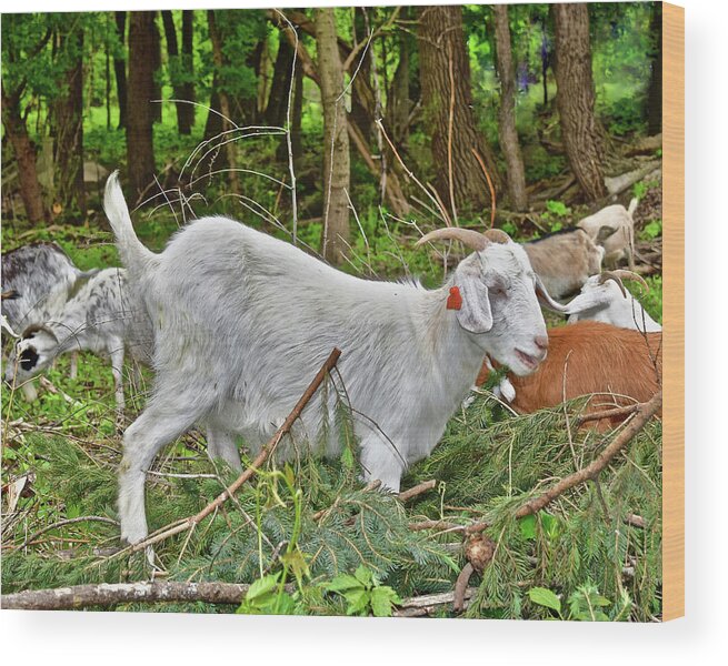 Goats Wood Print featuring the photograph 2022 Acewood Basin Goat Maintenance Crew by Janis Senungetuk
