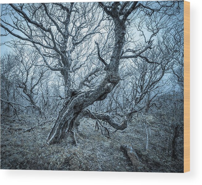 Landscapes Wood Print featuring the photograph Untitled 28 by Bill Martin