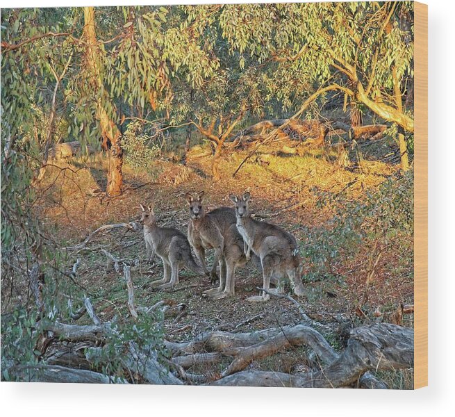 Australia Wood Print featuring the photograph 3 Kangaroos, Canberra, Austrlalia by Steven Ralser