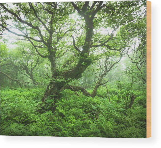 Landscapes Wood Print featuring the photograph Untitled 30 by Bill Martin