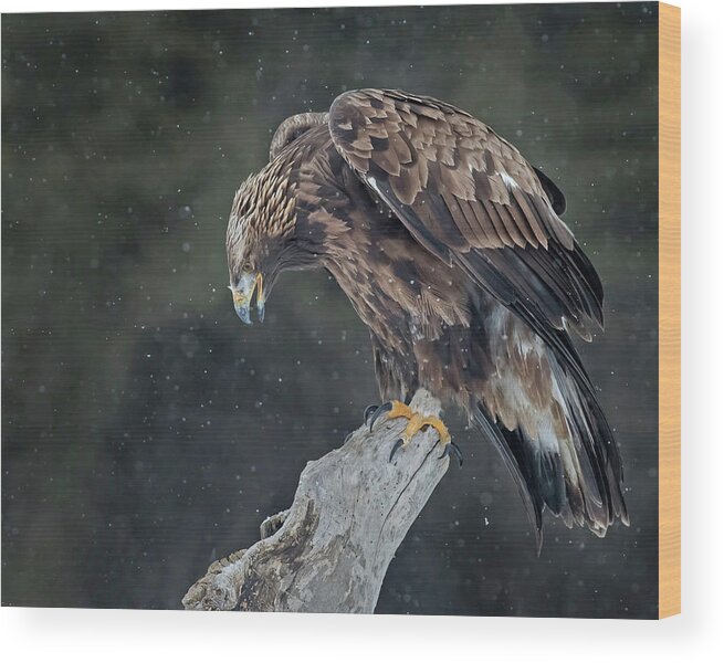 Eagle Wood Print featuring the photograph Golden Eagle #5 by CR Courson