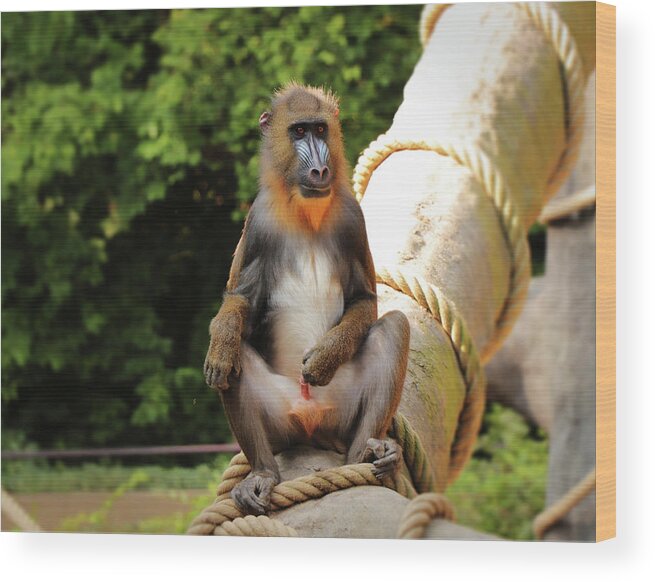 Mandrill Wood Print featuring the photograph Mandrillus sphinx sitting on the trunk by Vaclav Sonnek