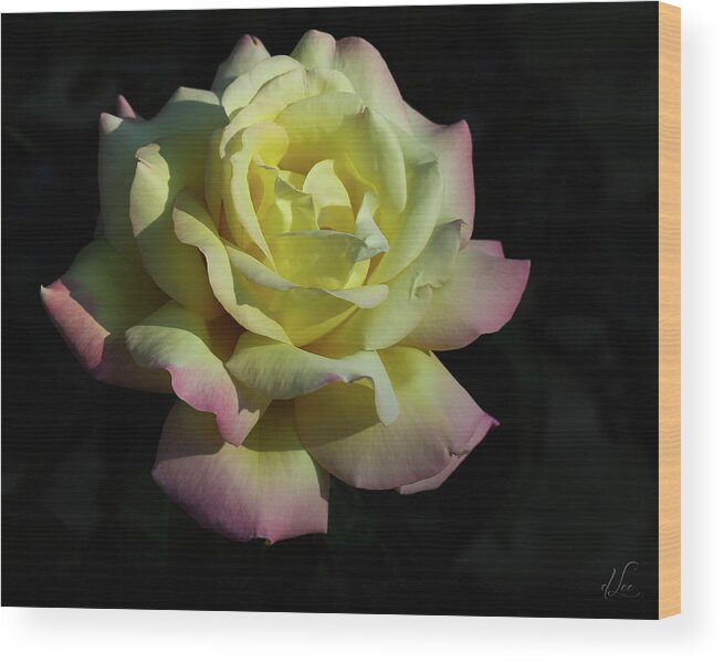 Rose Wood Print featuring the photograph A Peaceful Rose Invitation by D Lee