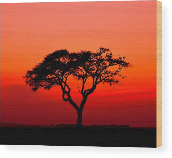 Africa Wood Print featuring the photograph A Solitary Acacia Tree in the African Sunset by Mitchell R Grosky