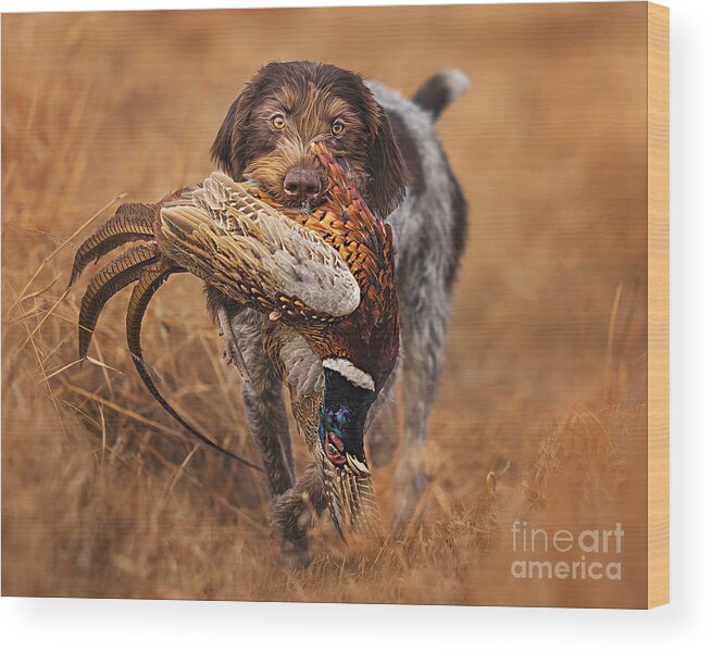 Dog Wood Print featuring the photograph A Successful Hunt by Travis Patenaude