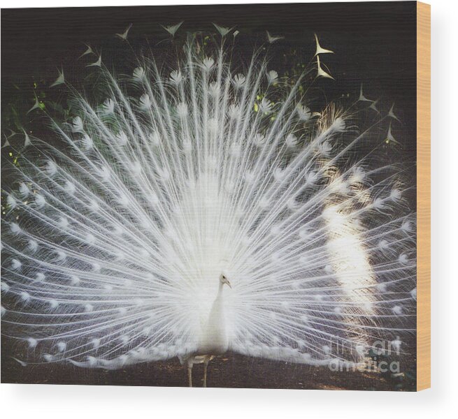 Albino White Peacock Display Feather Wood Print featuring the photograph Albino White Peacock Display by Kimberly Blom-Roemer