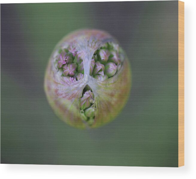  Wood Print featuring the photograph Allium Covid Flower by Tammy Pool
