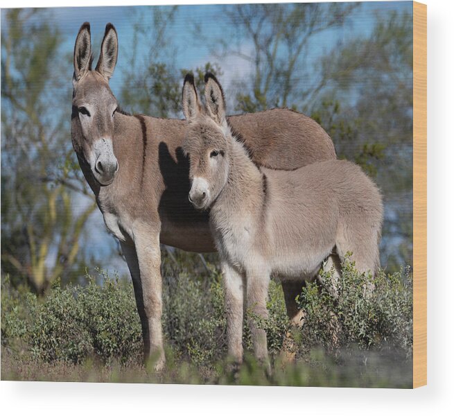 Wild Burros Wood Print featuring the photograph Always watching by Mary Hone