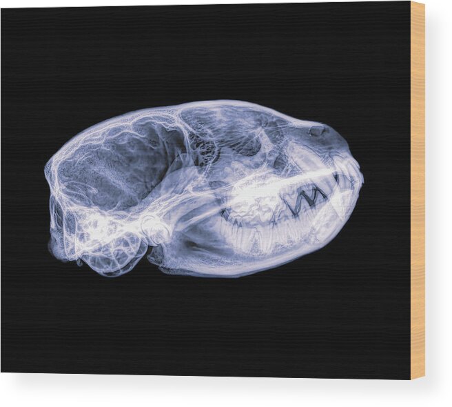 Mammal Wood Print featuring the photograph American Badger -3 by Rob Graham