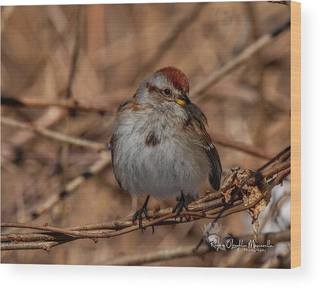 Tree Sparrow Wood Print featuring the photograph American Tree Sparrow by Regina Muscarella