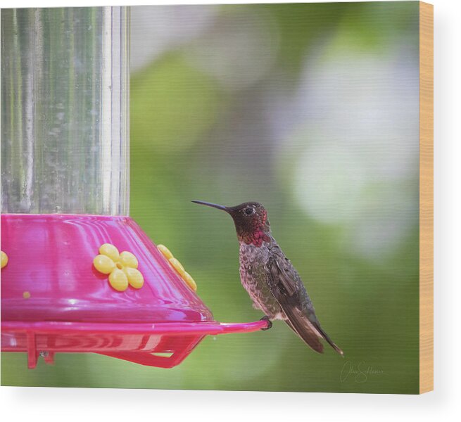 Anna’s Wood Print featuring the photograph Annas Hummingbird by Alice Schlesier