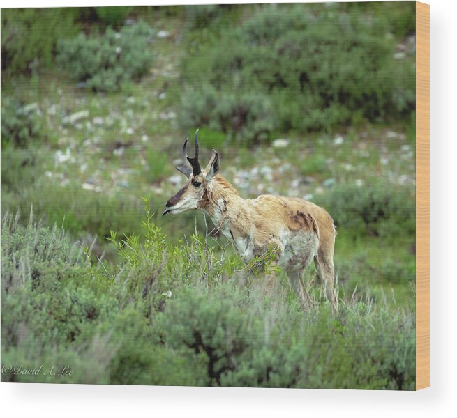 Antelope Wood Print featuring the photograph Antelope by David Lee
