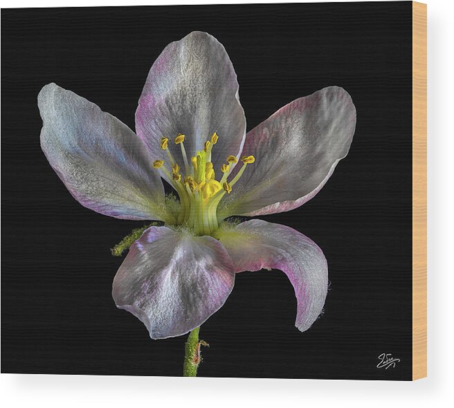 Apple Blossom Wood Print featuring the photograph Apple Blossom 1 by Endre Balogh