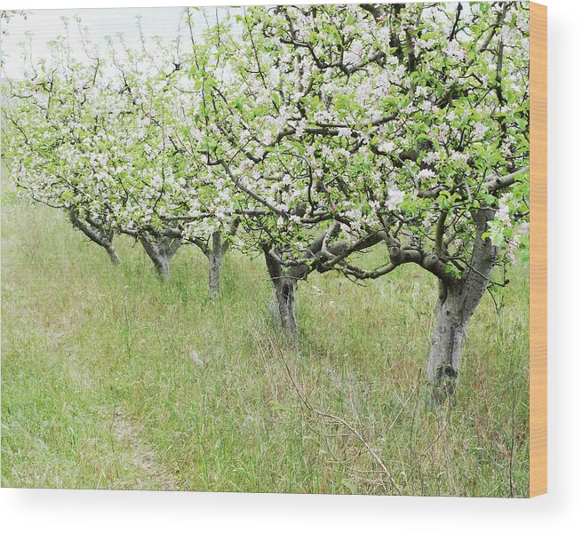 Apple Orchard Wood Print featuring the photograph Apple Flowers by Lupen Grainne