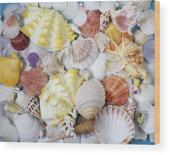 Starfish Wood Print featuring the photograph Assorted seashells, full frame by Hiroshi Higuchi
